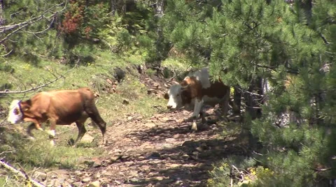 Cows go through the woods Stock-Footage 41126891