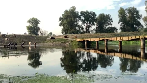 Cows go to water on the bridge Stock Footage 159505827