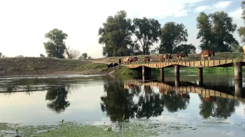 Cows go to water on the bridge Video stock 159505873