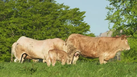 Cows in Goierri, Txindoki area in Basque Country Video stock 152471794