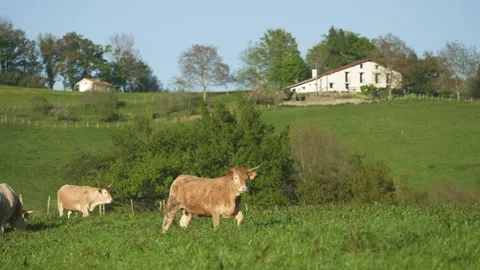 Cows in Goierri, Txindoki area in Basque Country Video stock 152472233
