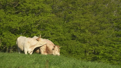 Cows in Goierri, Txindoki area in Basque Country Video stock 152472620