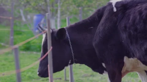 Cows going back to a pen. Stock Footage 310181158