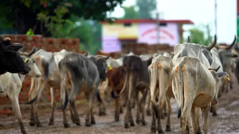 Cows going from cowshed Stock Footage 212016876