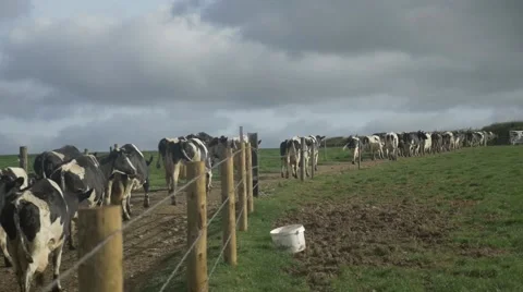 Cows going out to field Stockbeeldmateriaal 69074011