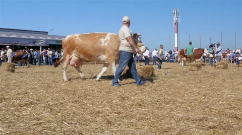 Cows going toward the camera, udder close up, owners lead them in a circle, 4K Stock-Footage 55592856