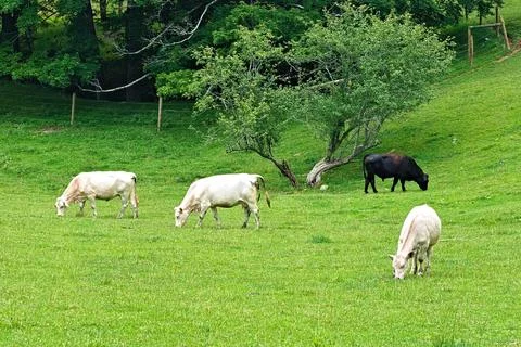 Cows Gracing in front of a Tree 스톡 사진