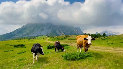 The Cows on grass against the backdrop of Swiss Alps Stock Footage 238829421