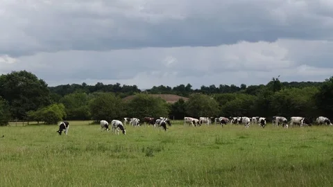 Cows on a grass field Stock Footage 245302811