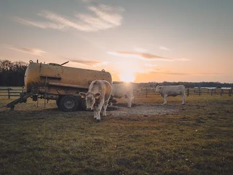 Cows on grass a field next to a feeder during sunset. Foto stock