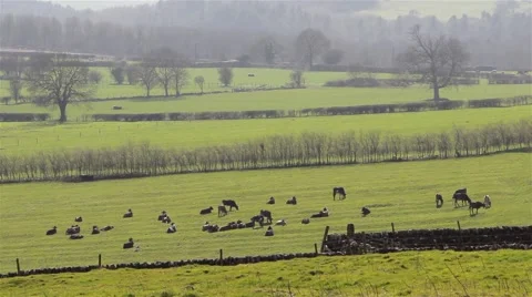 Cows in a Grass Field - Wide Shot Beautiful View - English Countryside Farm Land 動画素材 49070094