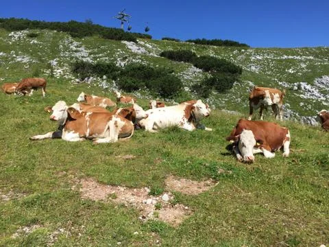 Cows on grass on a mountain Stock Photos
