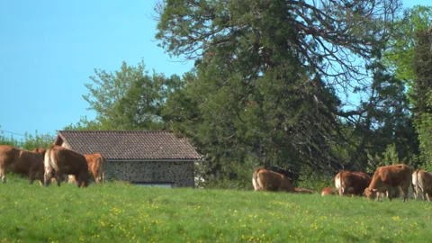Cows, grass &amp; trees 動画素材 242838852