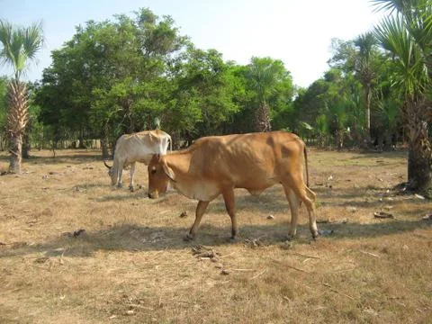 Cows grassing 库存照片