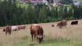 Cows on the grassland in Carpatians, Ukraine HD Footage