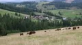 Cows on the grassland in Carpatians, Ukraine HD Footage
