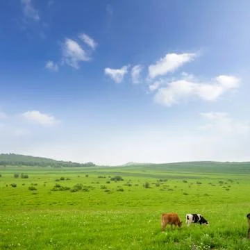 Cows in the grassland Stock Photos