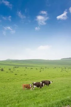Cows in the grassland Stock Photos