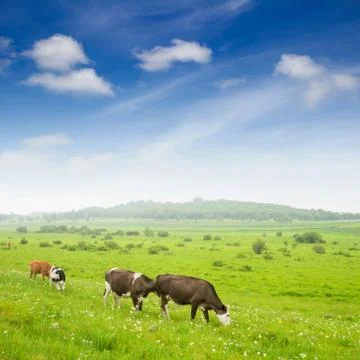 Cows in the grassland Stock Photos