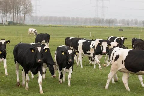 Cows in grassland Stock Photos