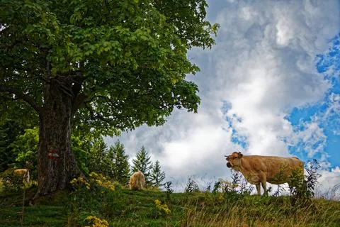 Cows on grassland Stock Photos
