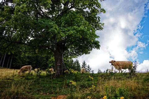 Cows on grassland Stock Photos