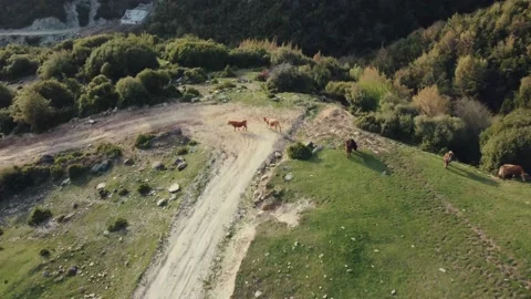 Cows Grassy Mountain Fields 스톡 동영상 188913754