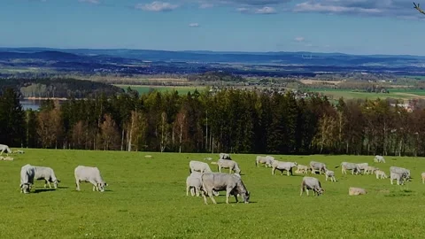 Cows graze against the backdrop of mountains Video stock 240444086