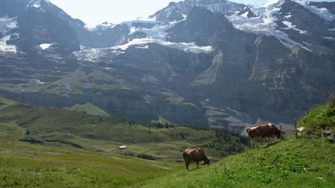 Cows graze in an alpine meadow. Cows eat grass against the backdrop of a Stock Footage 161702869