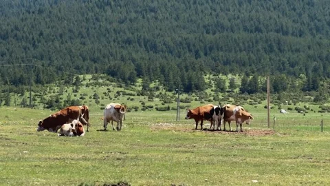 Cows graze and rest on a green mountain meadow beside dense forest in Montenegro Stock Footage 344899936