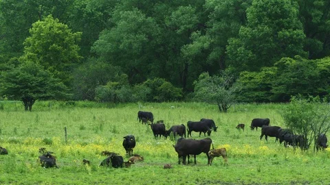 Cows graze and rest in a large farm field Stock Footage 130144091