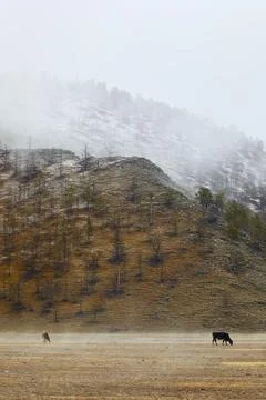 Cows graze on the background of a mountain covered with snow Stock Photos