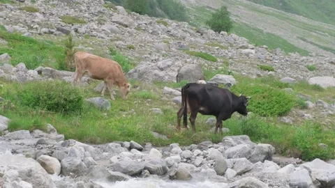 Cows graze on the background of a mountain landscape near a mountain river Stock Footage 209157027