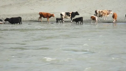 Cows graze on the beach and drink water in the Katun River Stock Footage 76348639