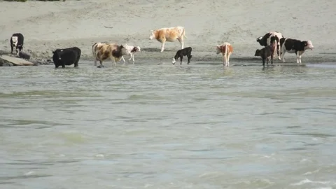 Cows graze on the beach and drink water in the Katun River Stock Footage 76348776