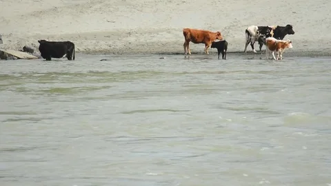 Cows graze on the beach and drink water in the Katun River Stock Footage 76350404