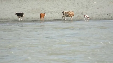 Cows graze on the beach and drink water in the Katun River Stock Footage 76351778