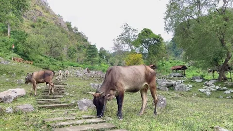 Cows graze on a beautiful mountain full of rocks. A beautiful mountain valley Stock Footage 323697787