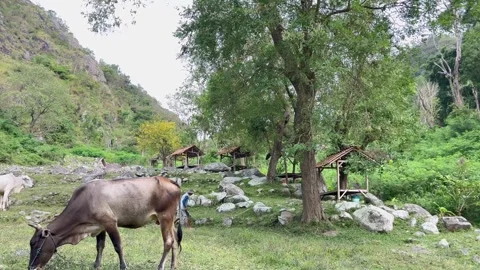 Cows graze on a beautiful mountain full of rocks. A beautiful mountain valley Stock Footage 323697788