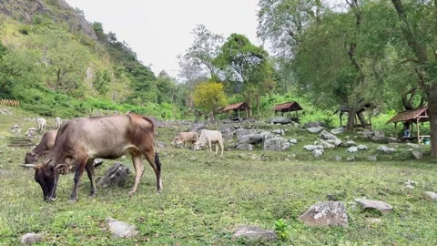 Cows graze on a beautiful mountain full of rocks. A beautiful mountain valley Video stock 323697792