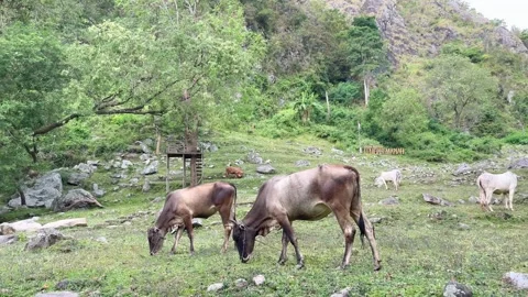 Cows graze on a beautiful mountain full of rocks. A beautiful mountain valley Stock Footage 323697793