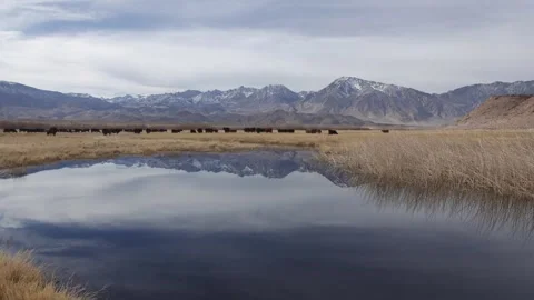 Cows graze Below Eastern Sierra Mountains and Reflection Timelapse Vidéo 241890519