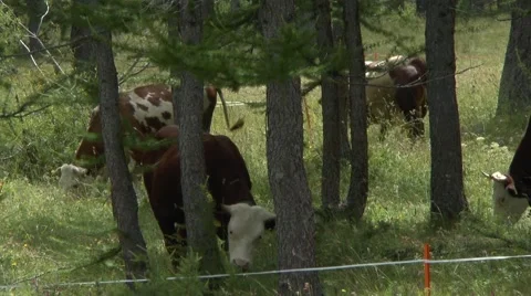 Cows Graze Between Tall and Narrow Trees 1 Stock Footage 41582082
