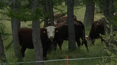 Cows Graze Between Tall and Narrow Trees 2 動画素材 41582613