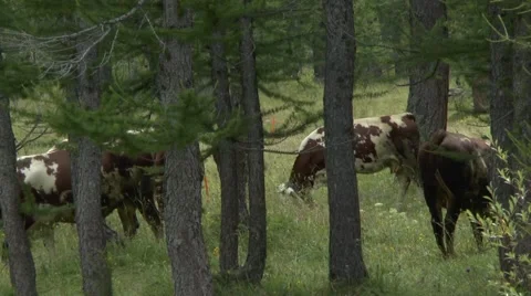 Cows Graze Between Tall and Narrow Trees 3 動画素材 41588279