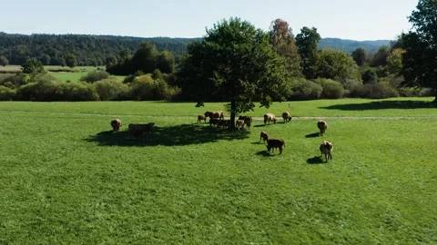 Cows graze calmly under the shade of a lone tree in a green pasture. Video stock 287114939