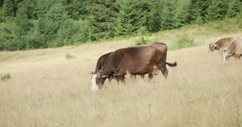 Cows graze in the Carpathian fields. Eco friendly food. 4k. Slow motion Stockbeeldmateriaal 138556490
