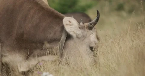Cows graze in the Carpathian fields. Eco friendly food. 4k. Slow motion Stockbeeldmateriaal 138556717