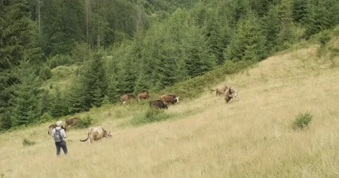 Cows graze in the Carpathian fields. Eco friendly food. 4k. Slow motion 스톡 동영상 138557593