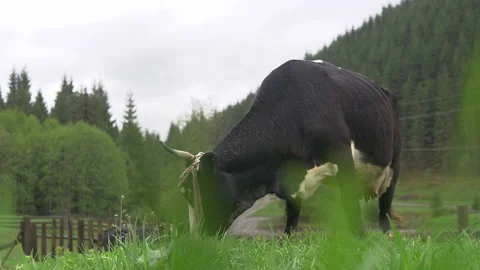 Cows graze up close.Milk cow grazing. Farm cattle grazing in field. Close up of  Video stock 163531353